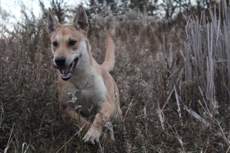 Bones, a Carolina Dog tested with EmbarkVet.com