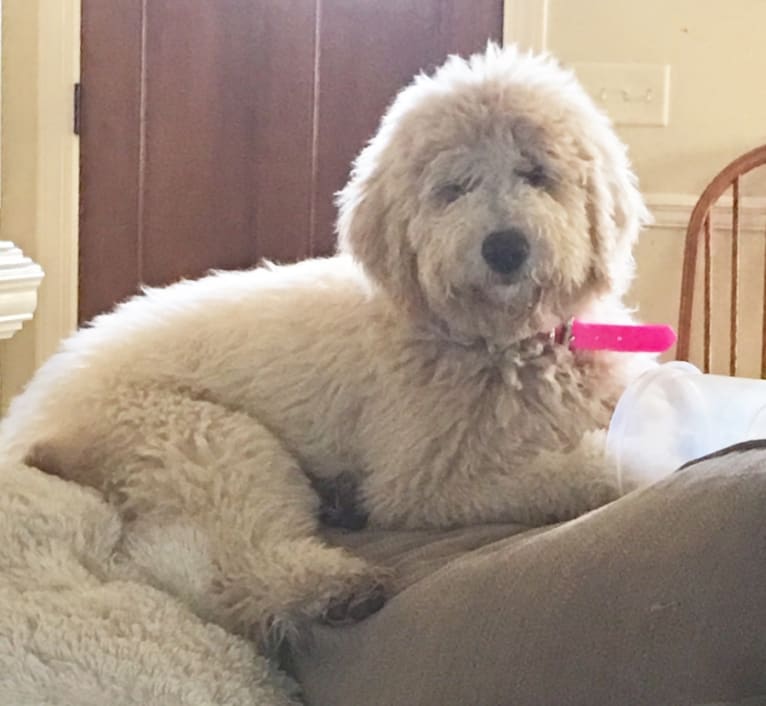 Annabelle, a Goldendoodle tested with EmbarkVet.com