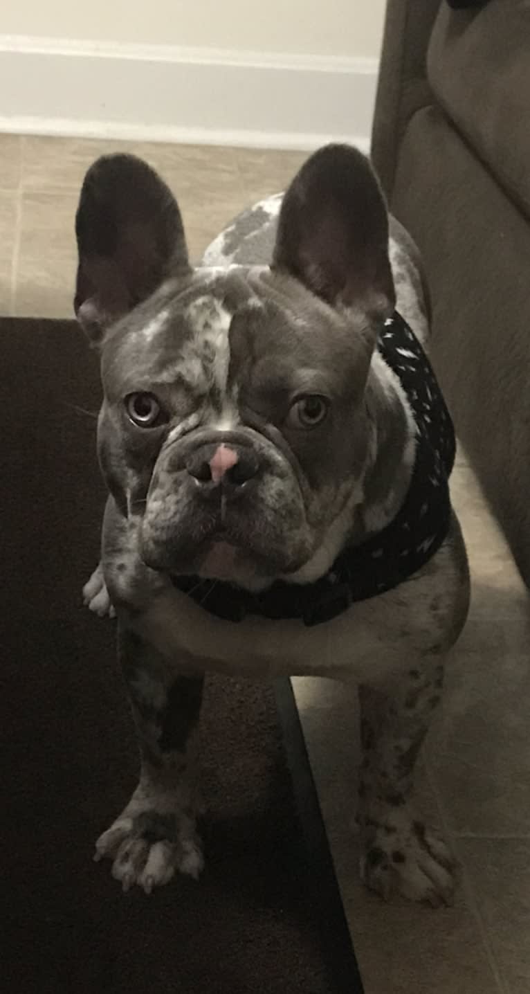 Lucci, a French Bulldog tested with EmbarkVet.com