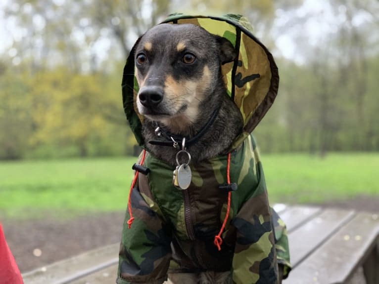 Loki, a Mountain Cur and Norwegian Elkhound mix tested with EmbarkVet.com