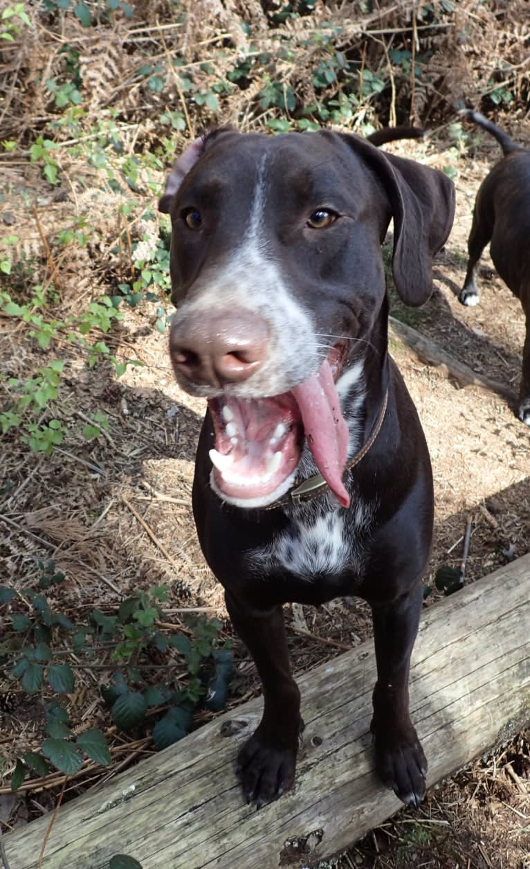 Byker, a Dalmatian and Doberman Pinscher mix tested with EmbarkVet.com