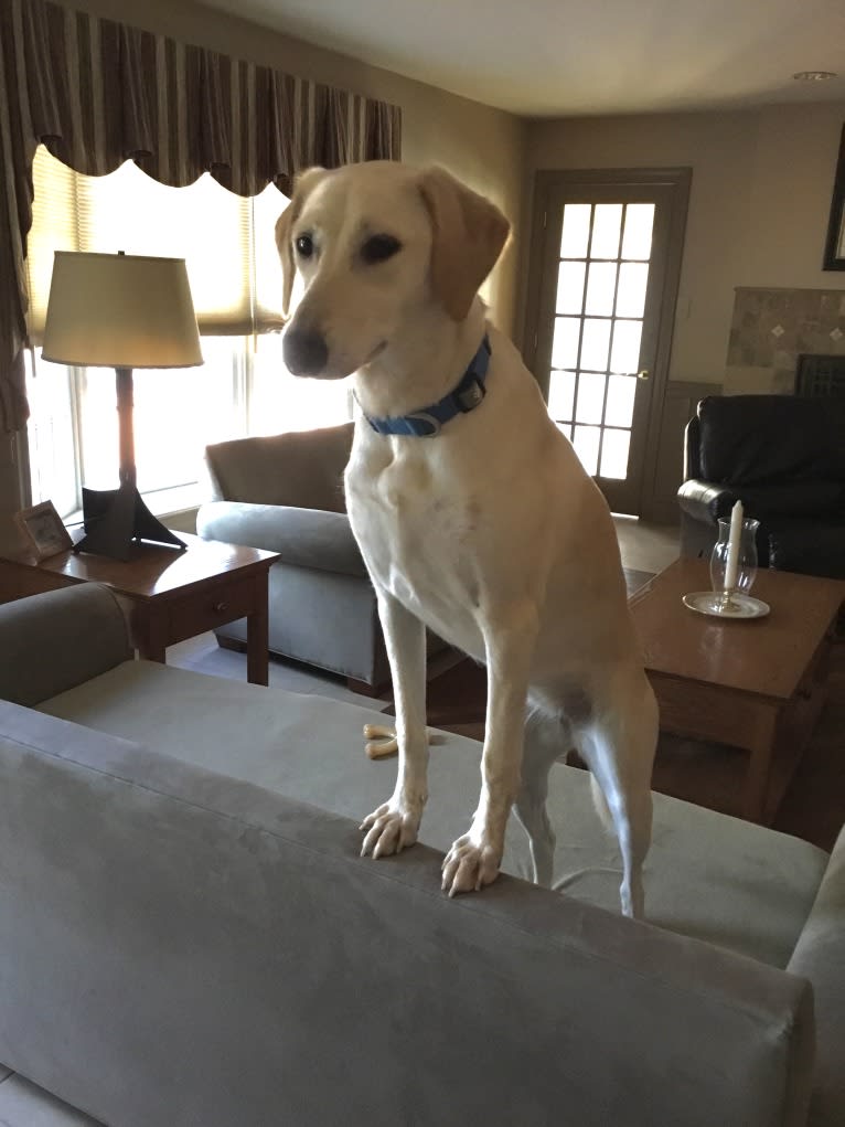 Molly, an Arabian Village Dog and Saluki mix tested with EmbarkVet.com