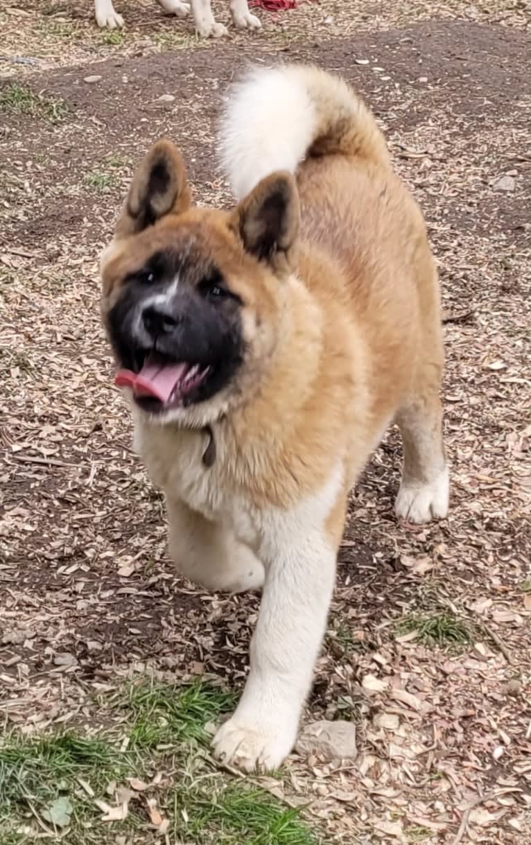 Geena, an Akita tested with EmbarkVet.com