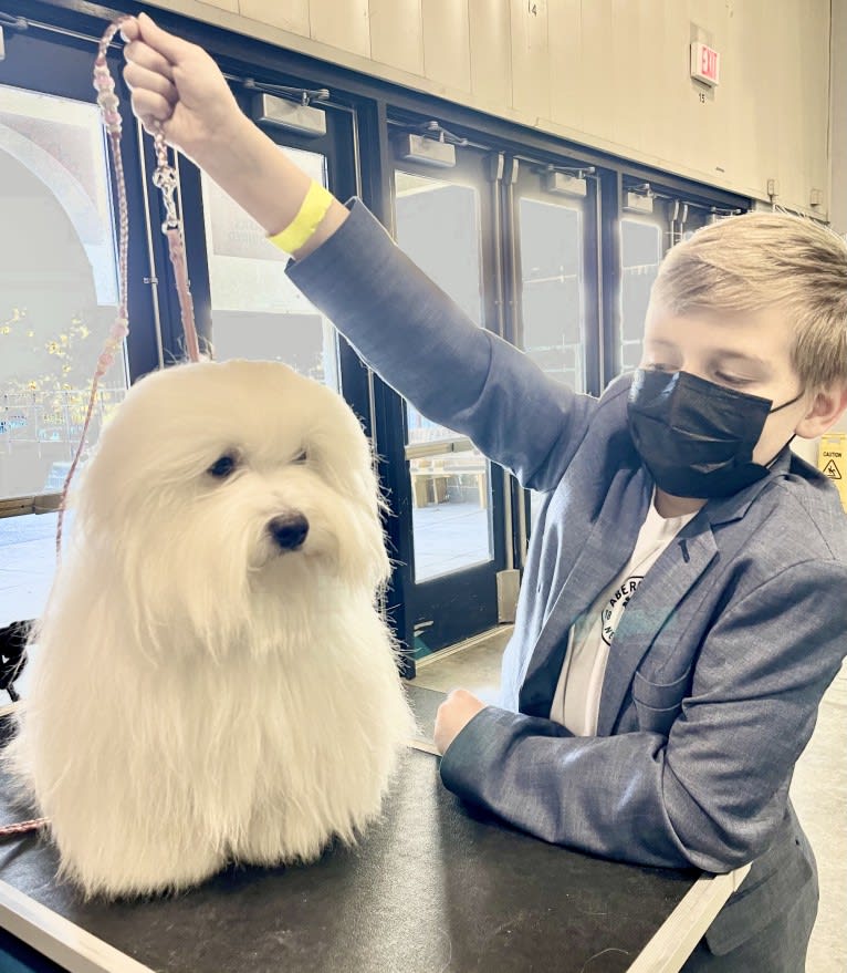 Mi-Toi’s Rag Doll (Muneca), a Coton de Tulear tested with EmbarkVet.com