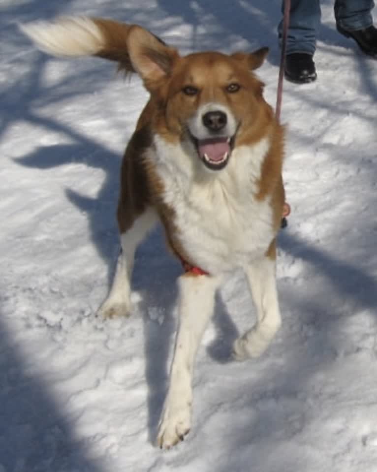 Bentley, a Chow Chow and Labrador Retriever mix tested with EmbarkVet.com