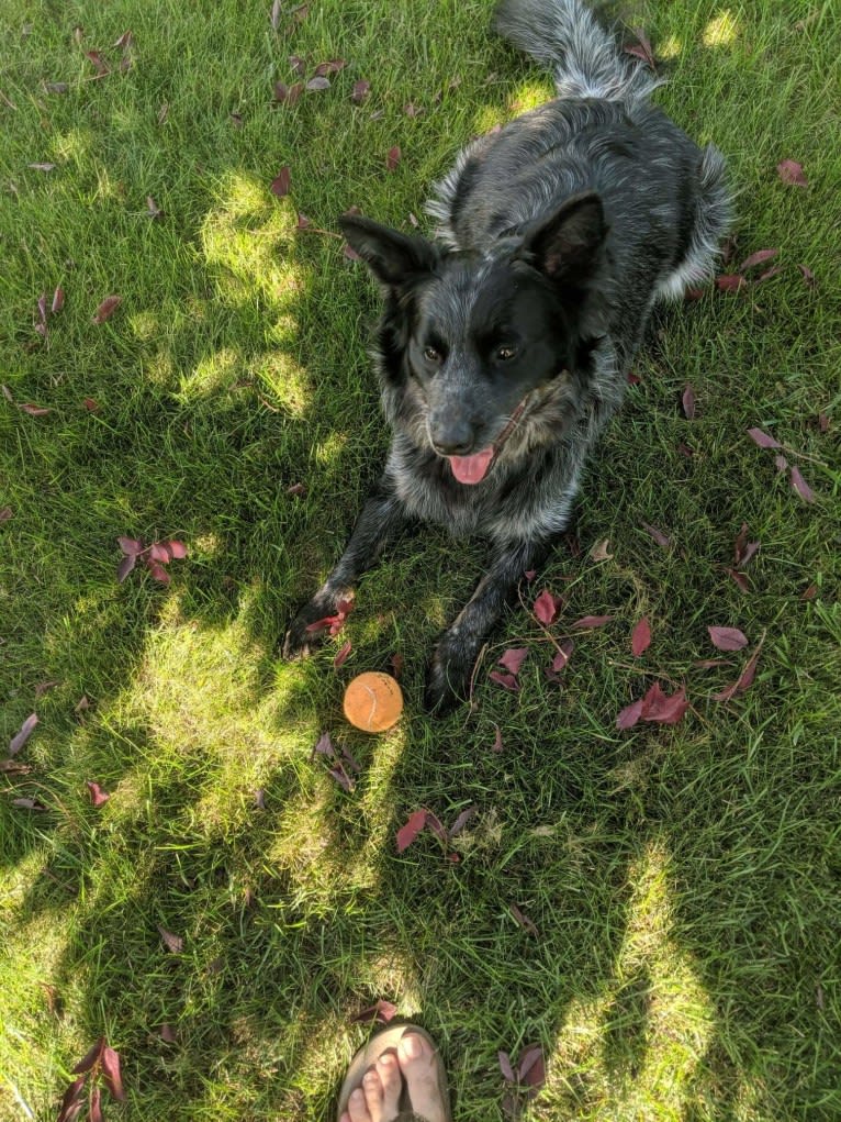 Odin 'stinky butt' Mussatti, an Australian Cattle Dog tested with EmbarkVet.com