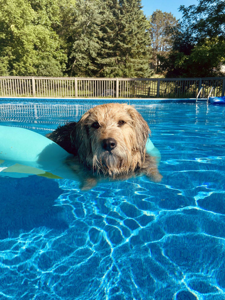 Cooper, a Great Pyrenees and Beagle mix tested with EmbarkVet.com