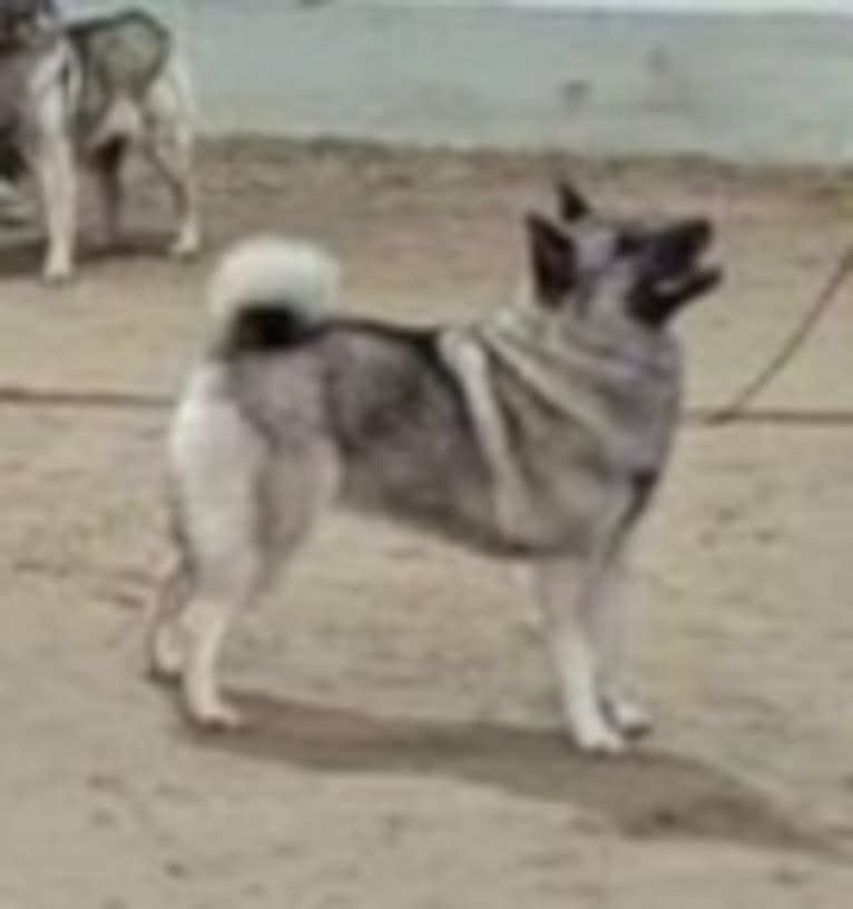 ALYS, a Norwegian Elkhound tested with EmbarkVet.com