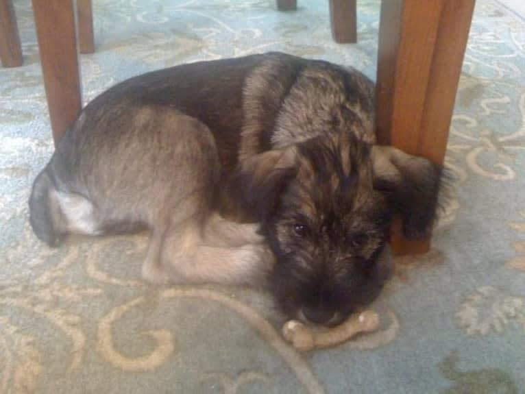 Watson, a Standard Schnauzer tested with EmbarkVet.com