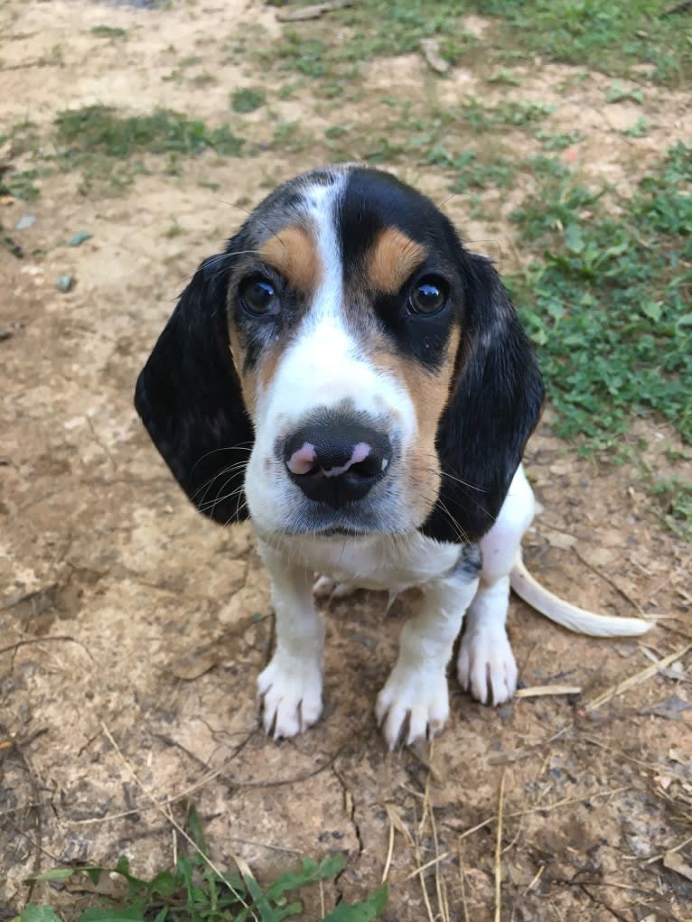 Renegade, an American English Coonhound and Cocker Spaniel mix tested with EmbarkVet.com