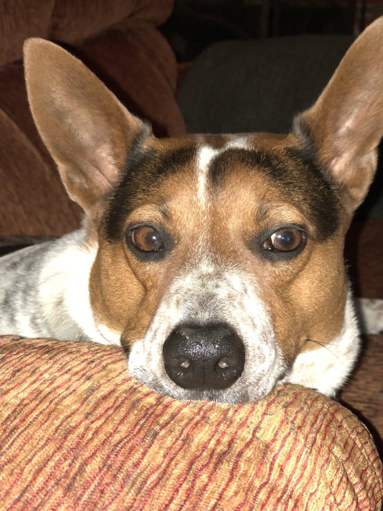 Sadie, an Australian Cattle Dog and Border Collie mix tested with EmbarkVet.com