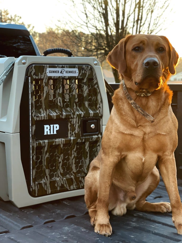 Rip, a Labrador Retriever tested with EmbarkVet.com