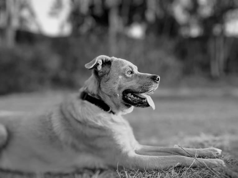 Buddy, a Boxer and German Shepherd Dog mix tested with EmbarkVet.com