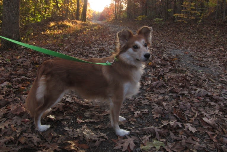 Kaylee, a Labrador Retriever and Samoyed mix tested with EmbarkVet.com