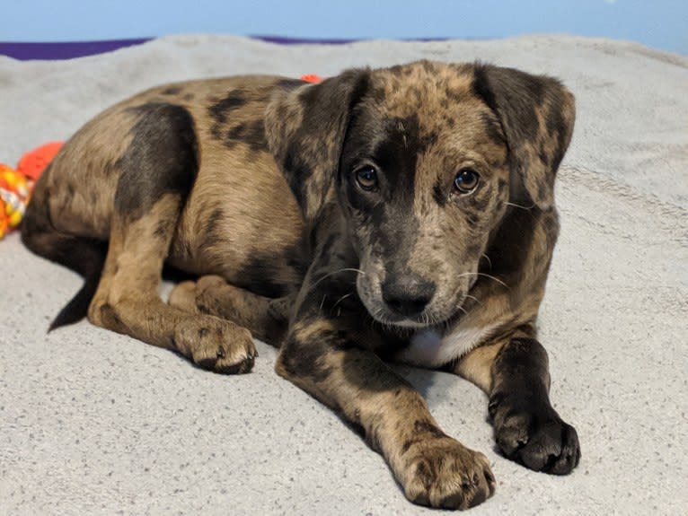 Blake, an American Bully and Dachshund mix tested with EmbarkVet.com