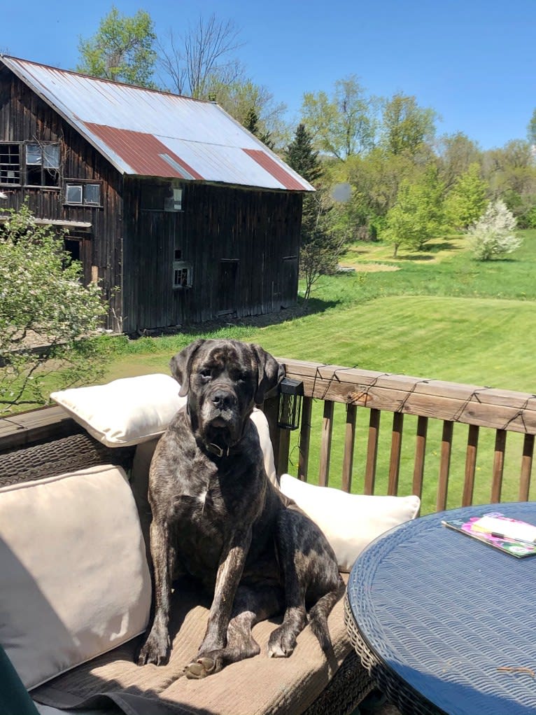 Miss Delilah, a Mastiff tested with EmbarkVet.com