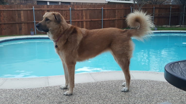 Milla, a Great Pyrenees and German Shepherd Dog mix tested with EmbarkVet.com