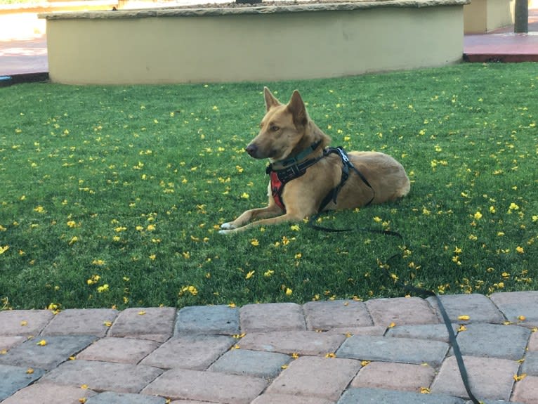 Dune, a Siberian Husky and Belgian Sheepdog mix tested with EmbarkVet.com