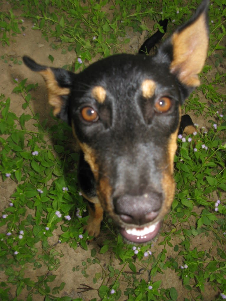 Pup Pup, a Southeast Asian Village Dog tested with EmbarkVet.com