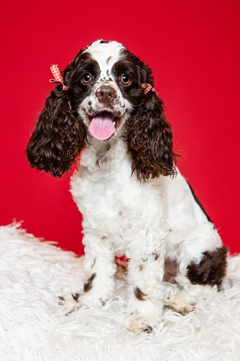 Piper, a Cocker Spaniel tested with EmbarkVet.com