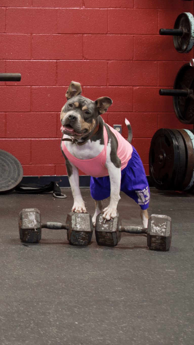 Letty von Wigglebottom, an American Bully and American Pit Bull Terrier mix tested with EmbarkVet.com