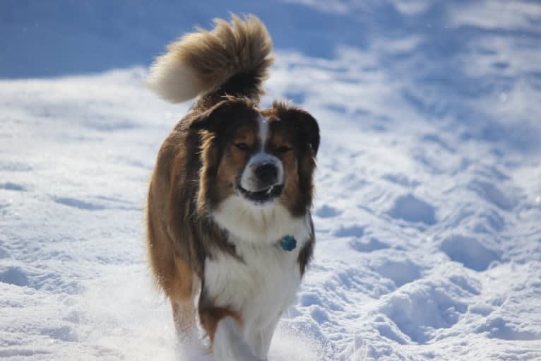 Mesa, an English Shepherd tested with EmbarkVet.com