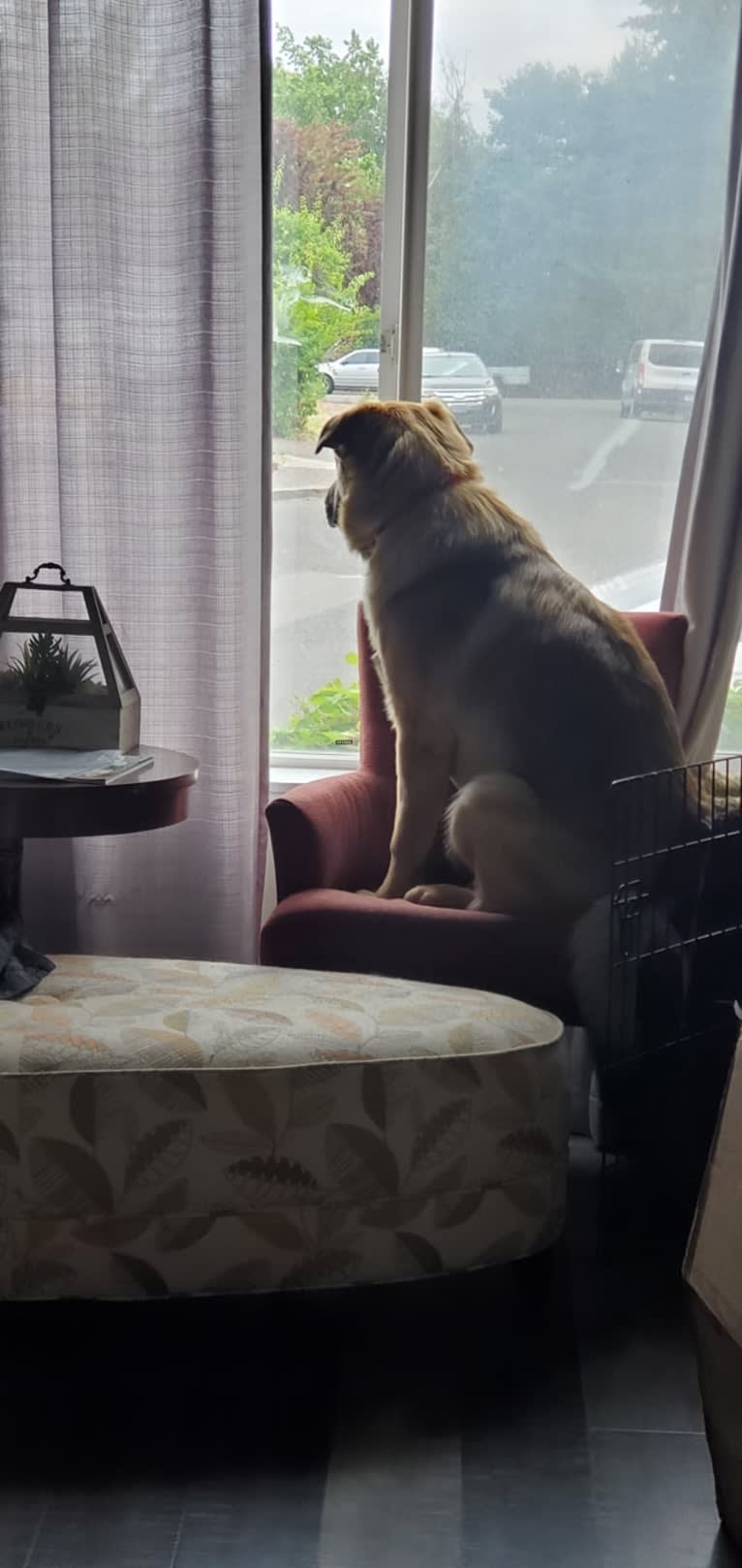 Bear, a German Shepherd Dog and Australian Cattle Dog mix tested with EmbarkVet.com