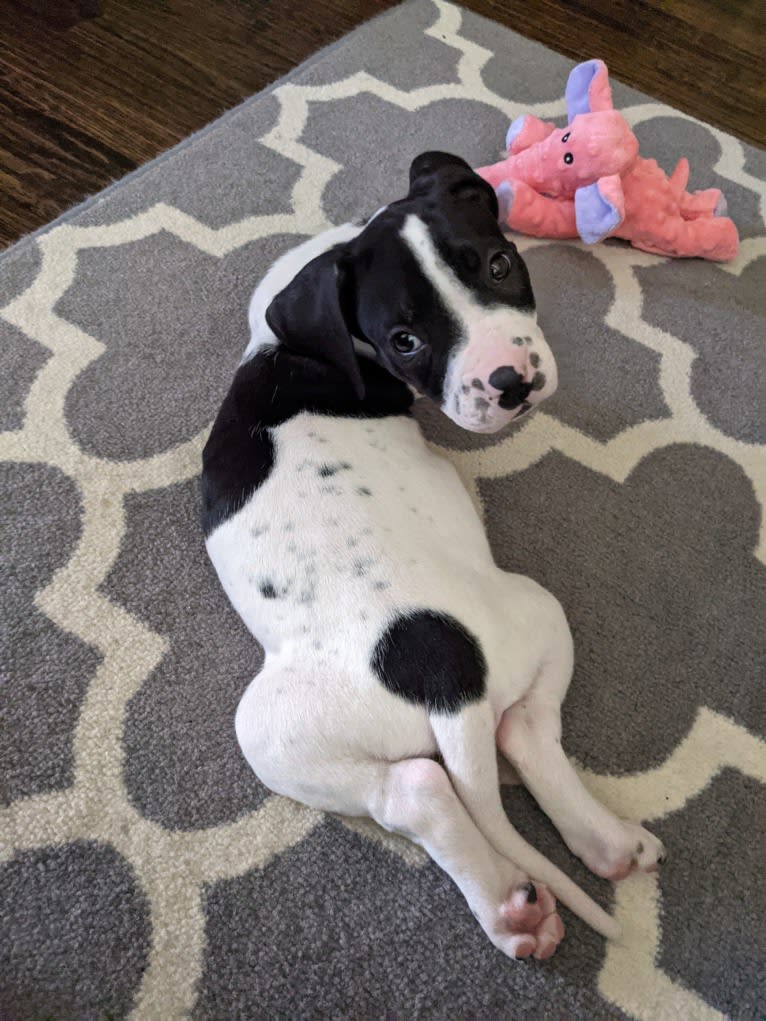 Finnegan, a Boxer and German Shorthaired Pointer mix tested with EmbarkVet.com