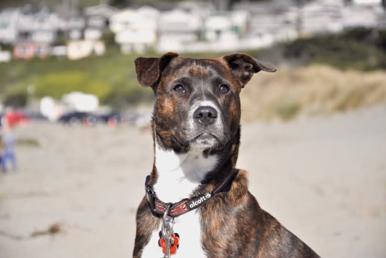 Otto, an American Pit Bull Terrier and Australian Cattle Dog mix tested with EmbarkVet.com