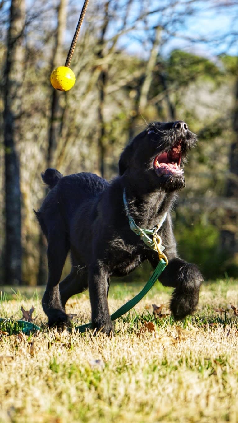 Vaatu, a Black Russian Terrier and Belgian Malinois mix tested with EmbarkVet.com