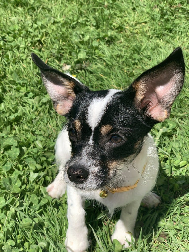 Moxie, a Chihuahua and Yorkshire Terrier mix tested with EmbarkVet.com