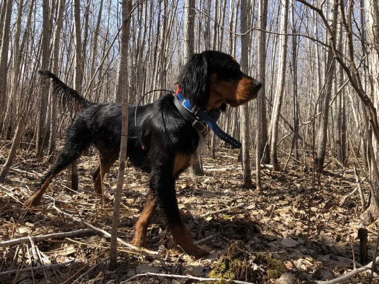 Bogie, a Gordon Setter tested with EmbarkVet.com