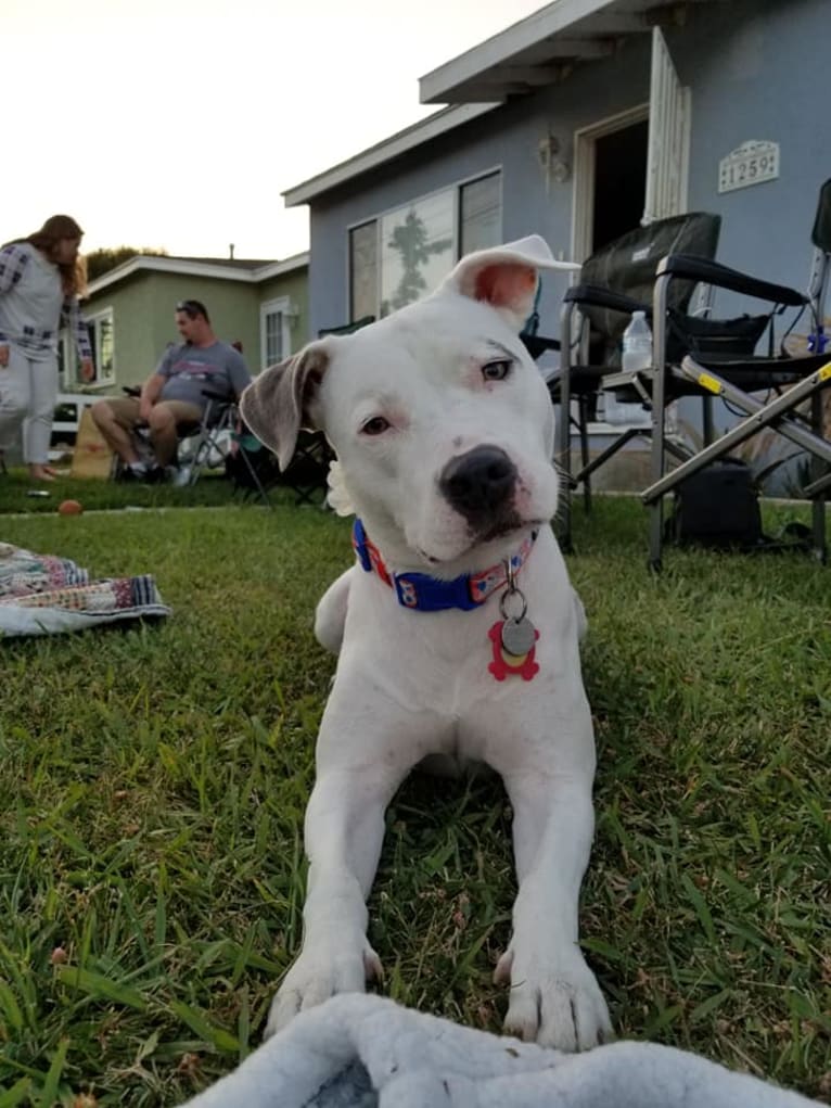 Luna, an American Pit Bull Terrier and American Staffordshire Terrier mix tested with EmbarkVet.com