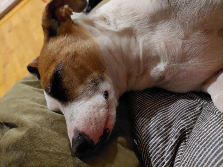 Klaus, an American Pit Bull Terrier and Chihuahua mix tested with EmbarkVet.com