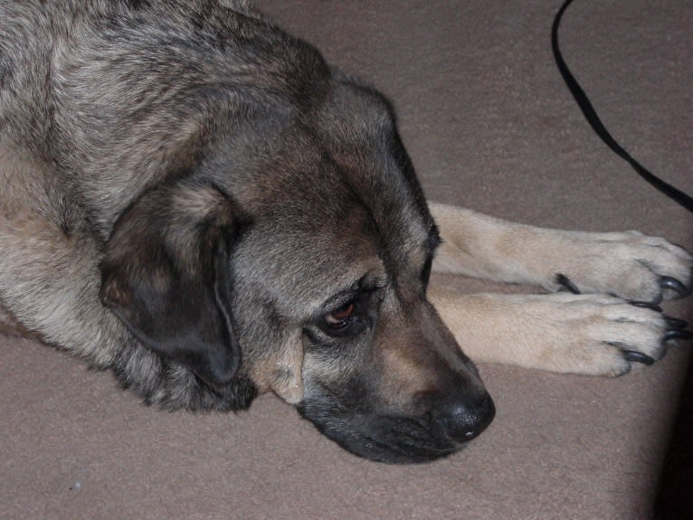 Fiona Emmy-Olivia LaRosa, a Neapolitan Mastiff and Australian Cattle Dog mix tested with EmbarkVet.com