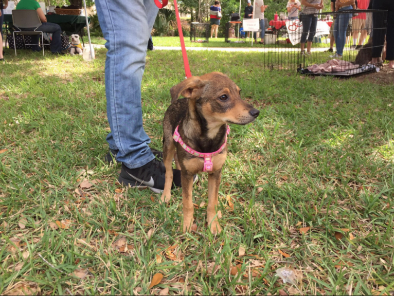 Daphne, a Chihuahua and Dachshund mix tested with EmbarkVet.com