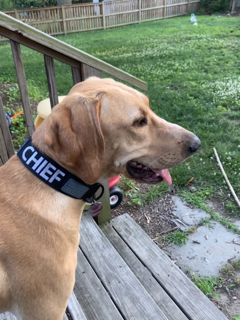 Chief, a German Shorthaired Pointer and Labrador Retriever mix tested with EmbarkVet.com