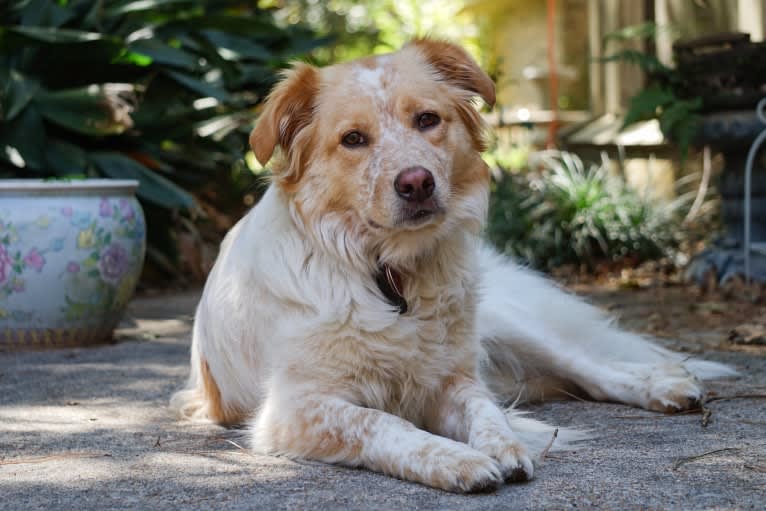 Wendy, a Great Pyrenees and American Pit Bull Terrier mix tested with EmbarkVet.com