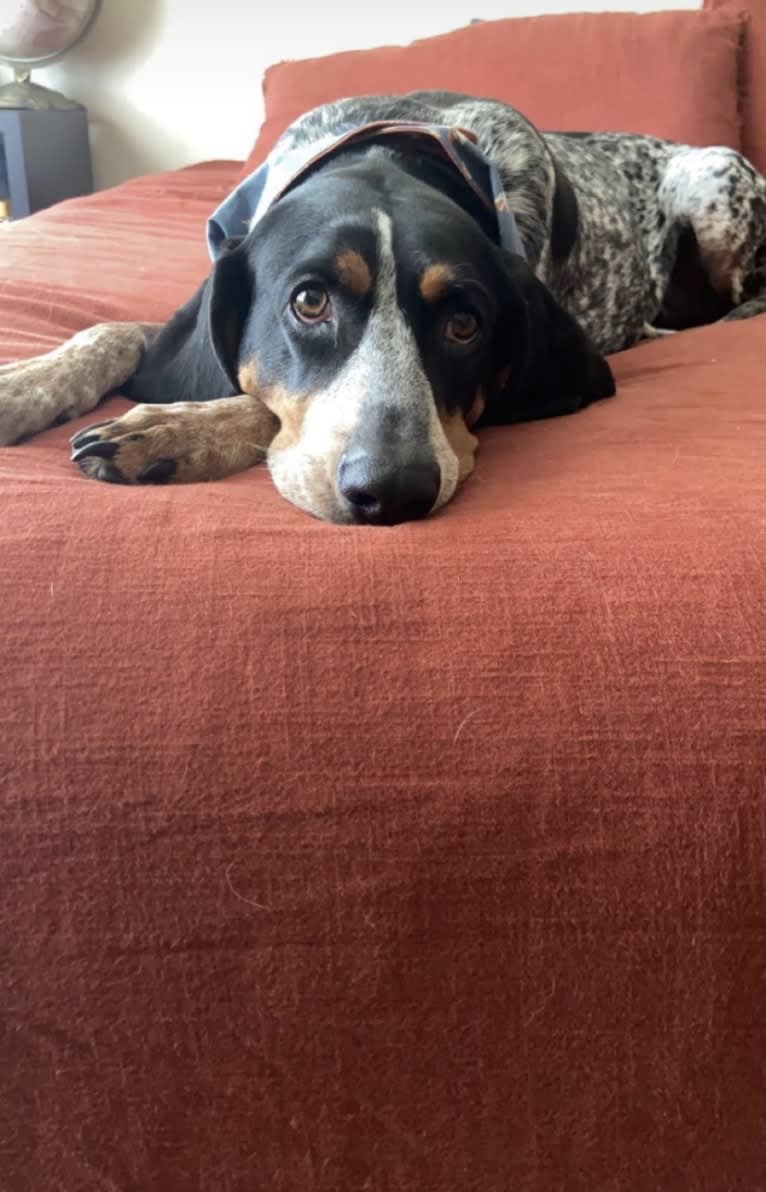 Chinook, a Bluetick Coonhound and Treeing Walker Coonhound mix tested with EmbarkVet.com