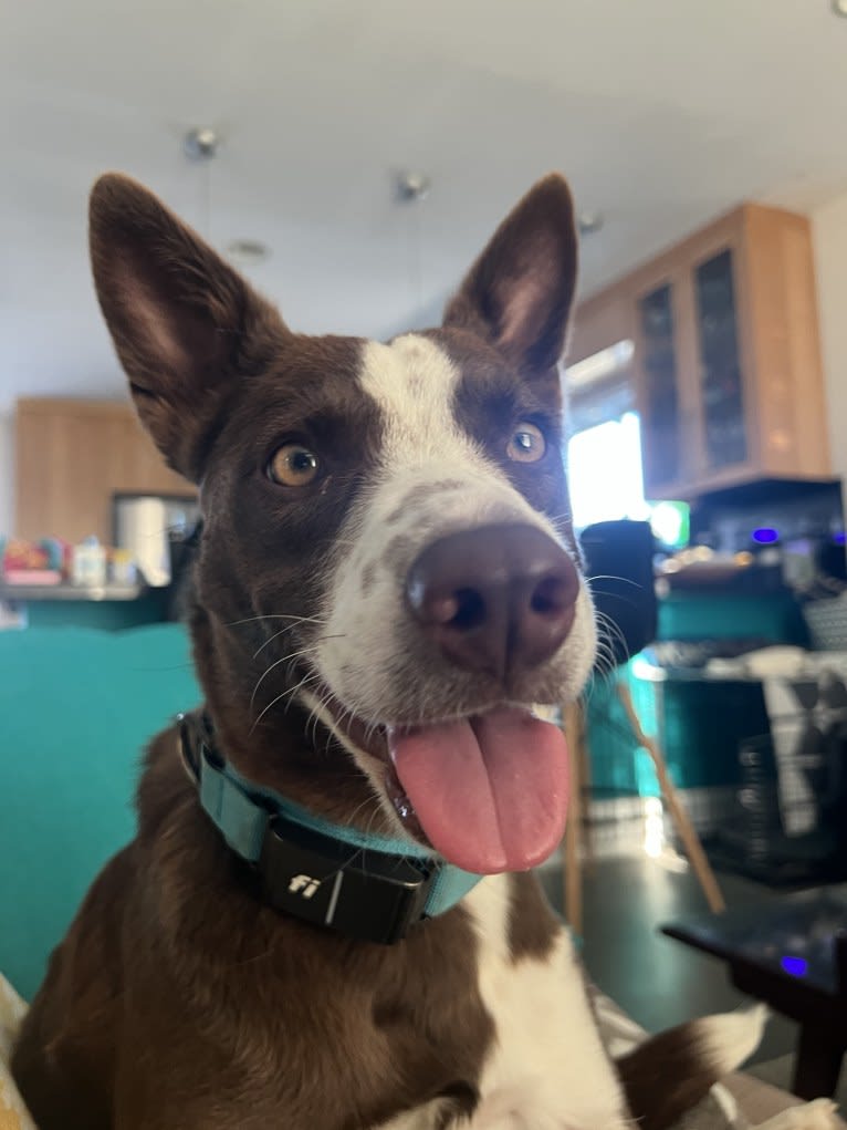 Margo, an Australian Cattle Dog and Border Collie mix tested with EmbarkVet.com