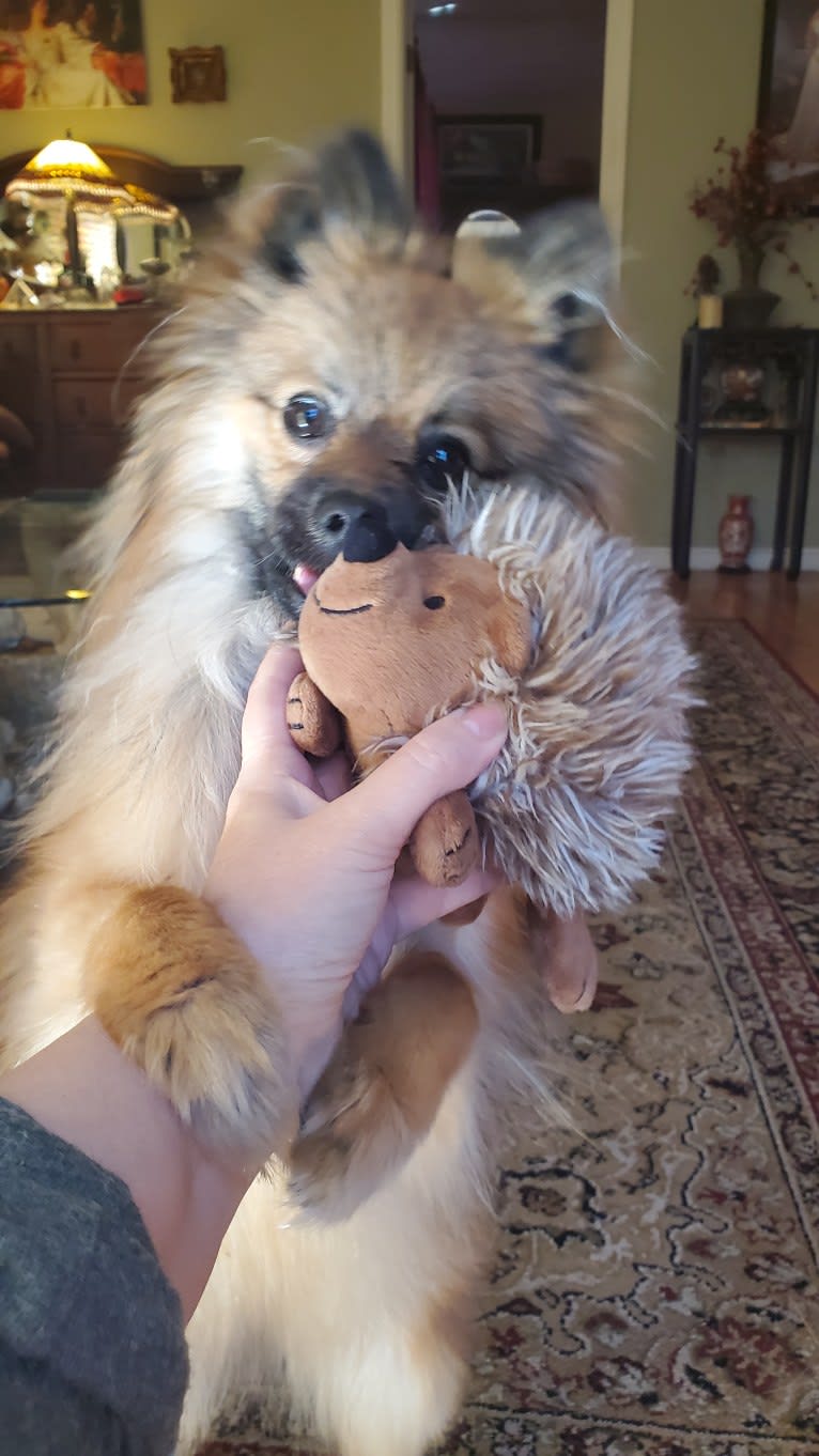 Grizzy, a Pomeranian tested with EmbarkVet.com