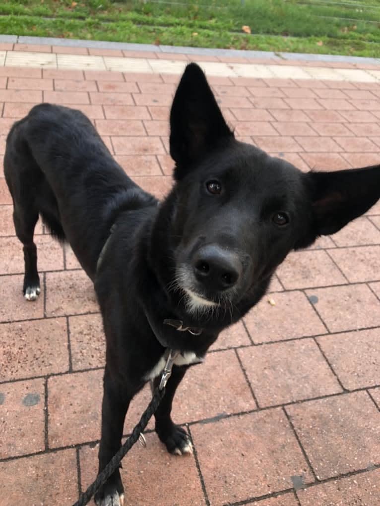 Chesley, a Canaan Dog tested with EmbarkVet.com