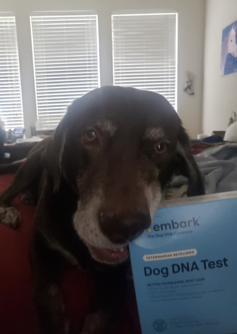 Shiner, a Labrador Retriever tested with EmbarkVet.com