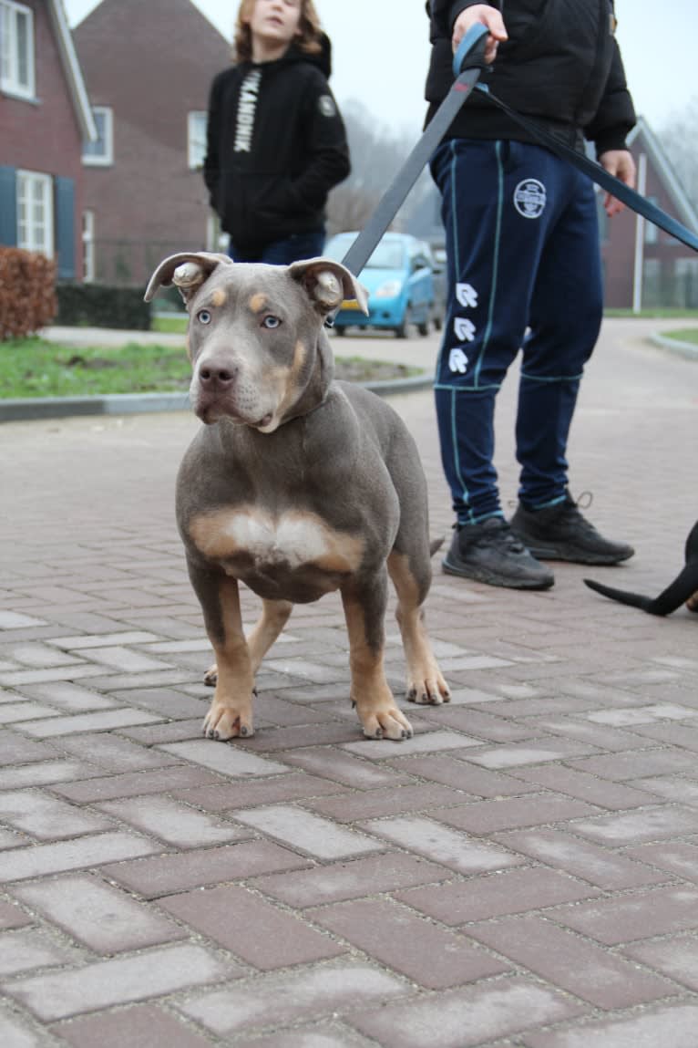 Kyra, an American Bully tested with EmbarkVet.com