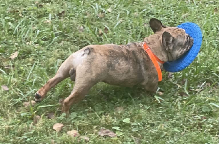 Louie, a French Bulldog and Bulldog mix tested with EmbarkVet.com