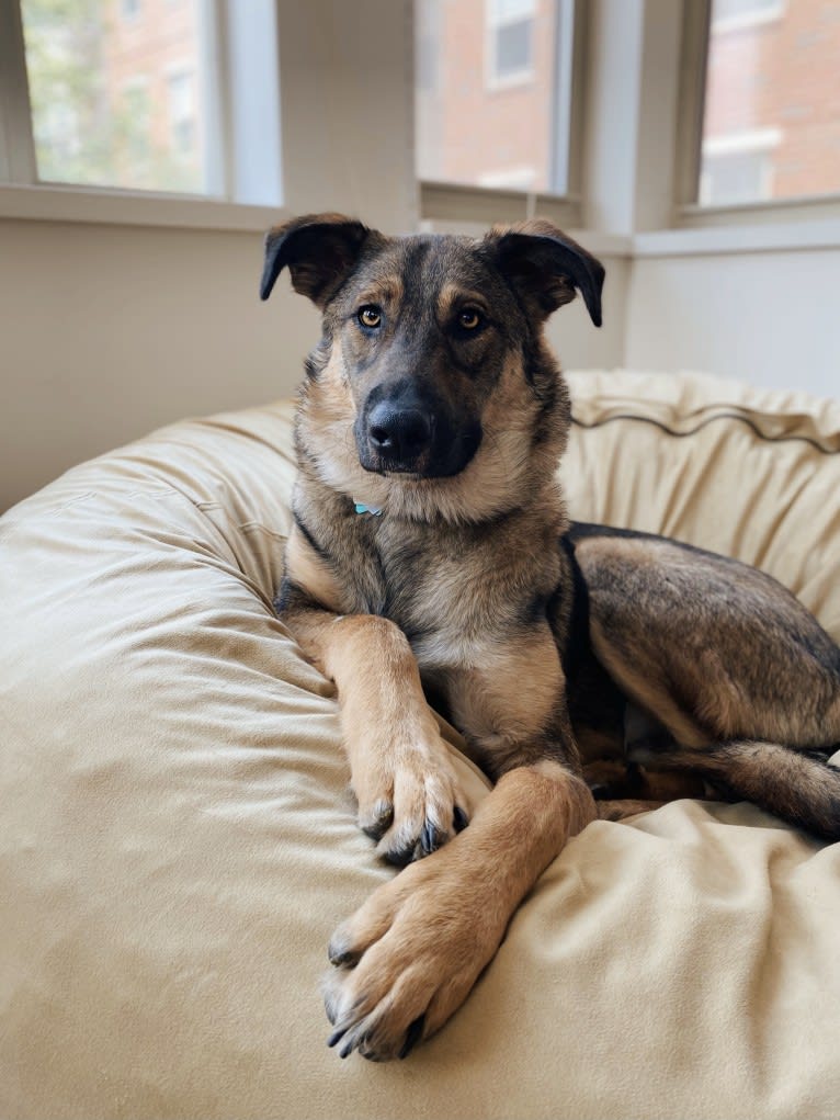 Arni, an Eastern European Village Dog and German Shepherd Dog mix tested with EmbarkVet.com