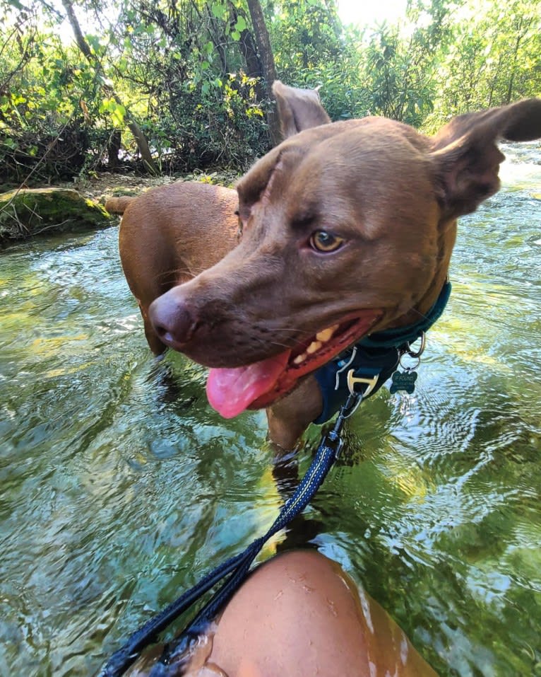 Hazel, an American Pit Bull Terrier and American Staffordshire Terrier mix tested with EmbarkVet.com