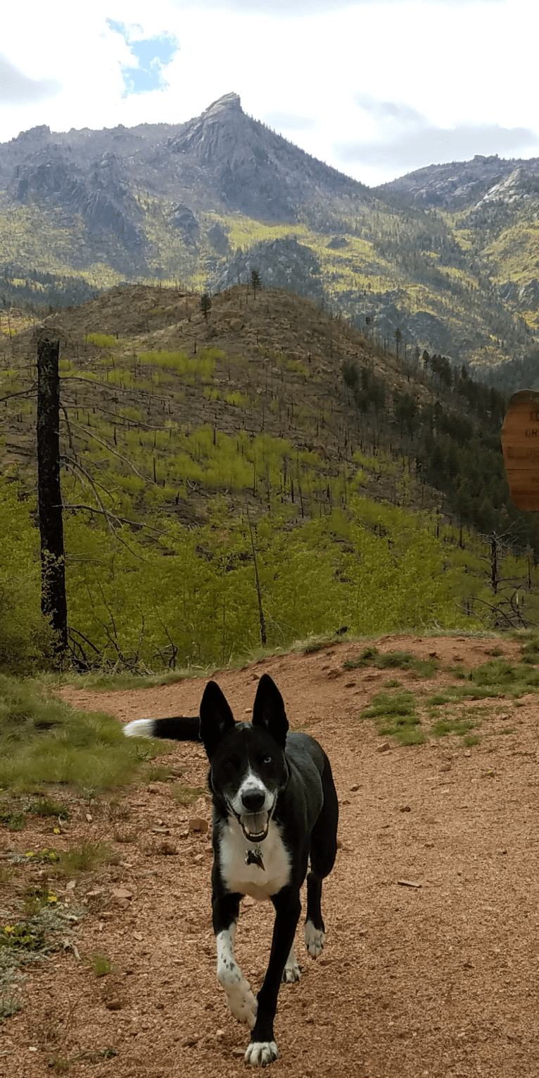 Jack, a Border Collie and Siberian Husky mix tested with EmbarkVet.com