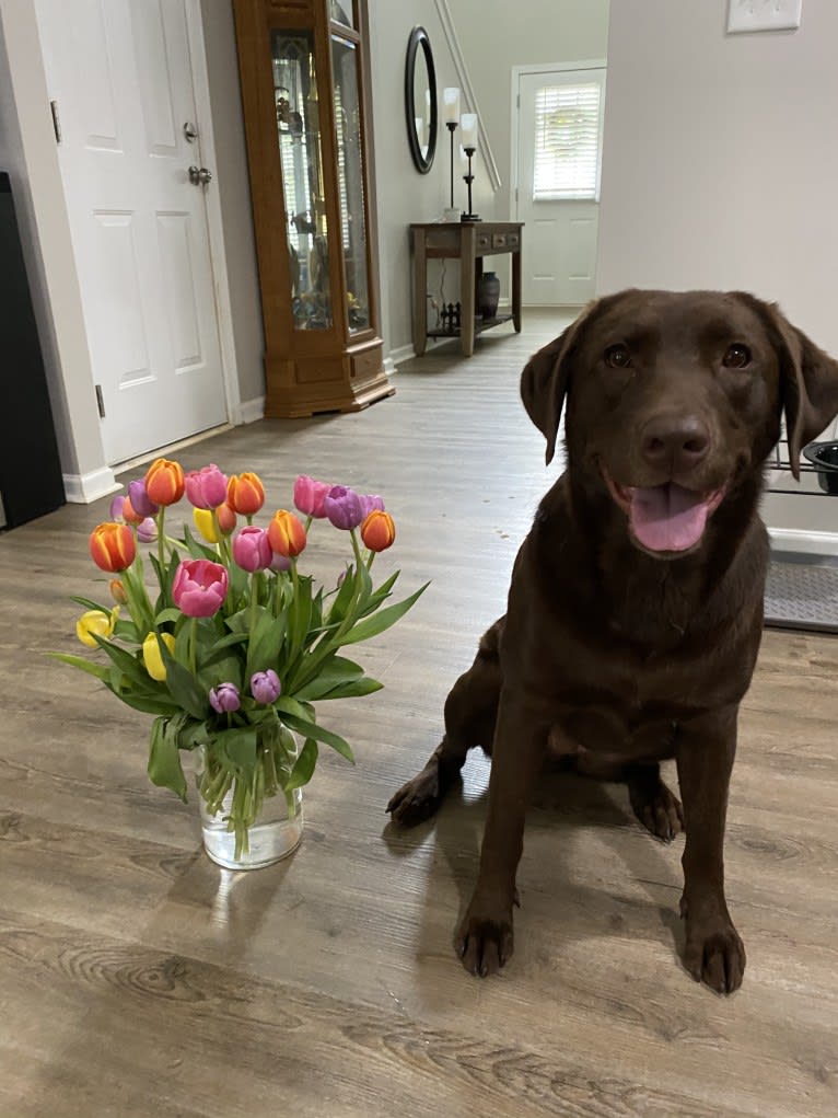 Sofia, a Labrador Retriever tested with EmbarkVet.com