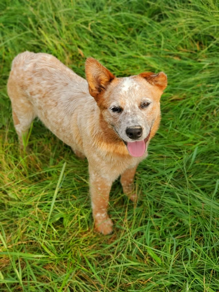 Finn, an Australian Cattle Dog tested with EmbarkVet.com